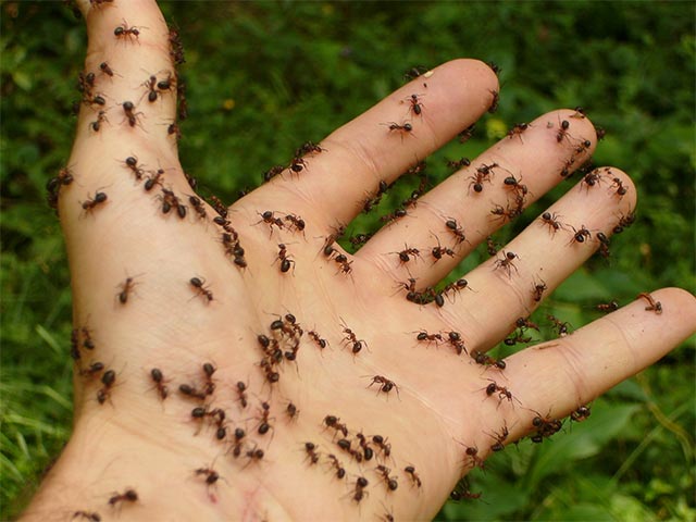 Ameisen auf Hand